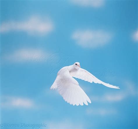 White Dove In Flight Photo Wp11598