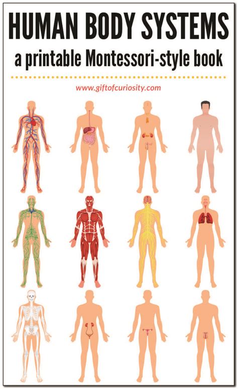 List of human diseases in the world. Human Body Systems Book - Gift of Curiosity