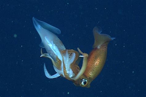 Deep Sea Squid Cannibals Battle It Out In A Fight To The Death New