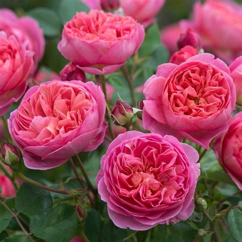Boscobel David Austin Rose With Repeat Flowering Strong Stems