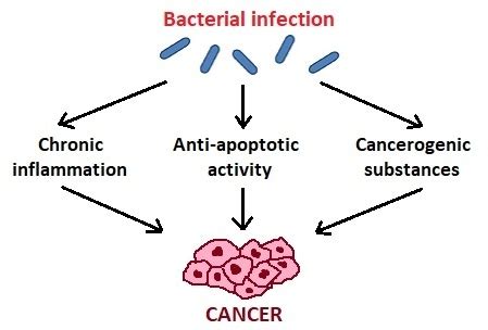 Microorganisms Free Full Text Role Of Oral Microbiota In Cancer
