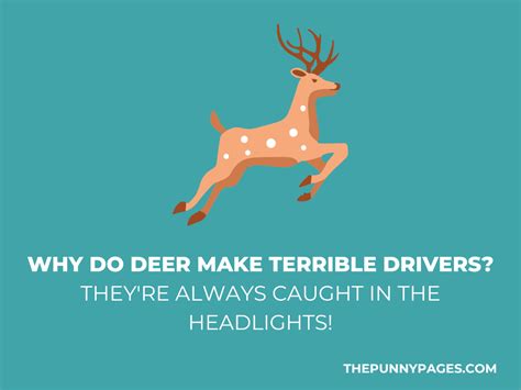 100 Funny Deer Jokes And Puns