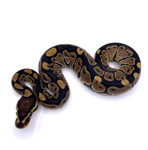 Classic 100 Het Vpi Axanthic 66 Het Clown Ball Python By Archies