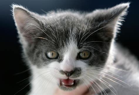 New Jersey Proposes Ban On Declawing Cats
