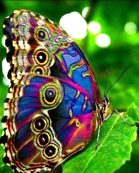 Rainbow Colours Point To Adonais Promise Beautiful Butterfly