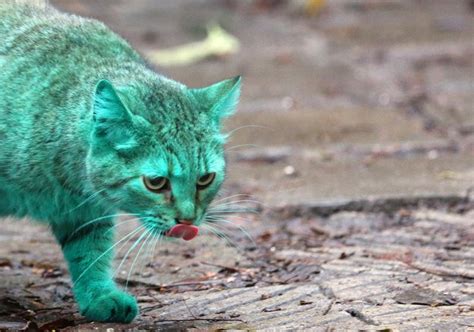 Mysterious Cat With Bright Green Fur Has Been Spotted For Years But We