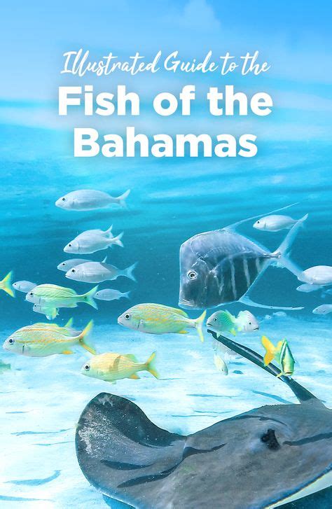 Infographic Illustrated Guide To The Fish Of The Bahamas With Images