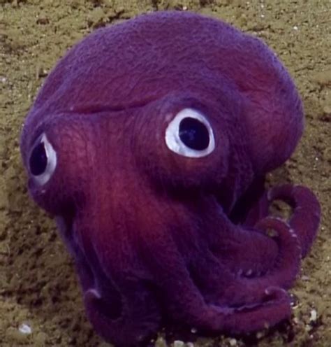 Strange Purple Sea Creatures Found In Deep Ocean Trenches Bbc News