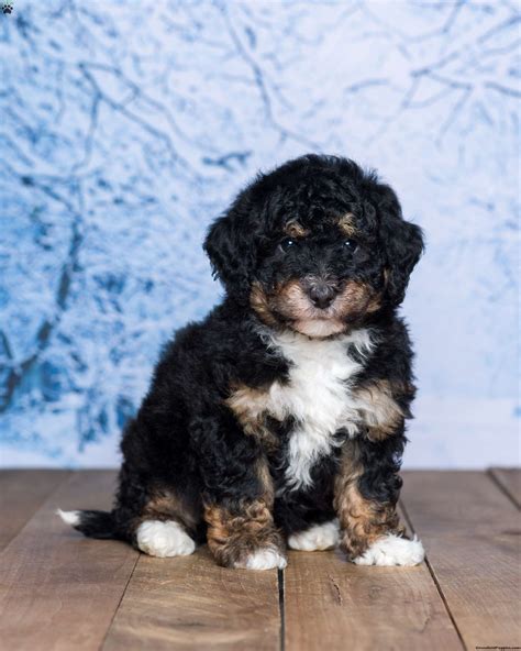 Esther Mini Bernedoodle Puppy For Sale In Ohio