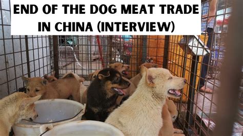 In china, there is increased consumption in hotspot provinces such as guangdong, yunnan, guangxi (where the infamous yulin dog meat festival takes place), jilin and liaoning. End of the dog meat trade in China (INTERVIEW) - YouTube