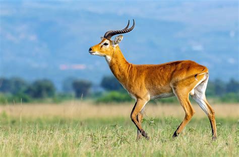 Ugandan Kob Antelope Africa Uganda 1600×1054