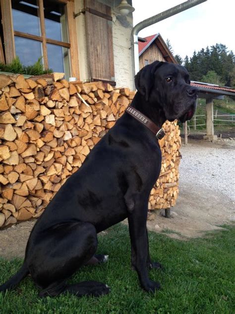 Deutscher haus und hofhund (dhh) zuchtziel dieser neuen hunderasse ist ein herdenschutzhund, der familienfreundlich, umgänglich und dennoch zum schutz von herde und hof dient. 25 HQ Photos Haus Und Hofhund : Deutscher Haus & Hofhund ...