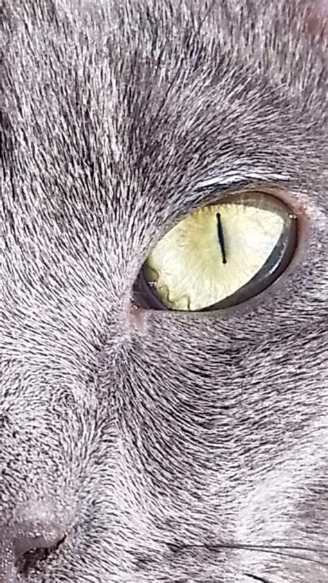 48 Hq Photos Iris Melanosis In Cats Reddit Cat Eye Spots