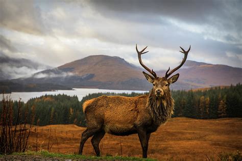 Scottish Stag By Adrian Popan