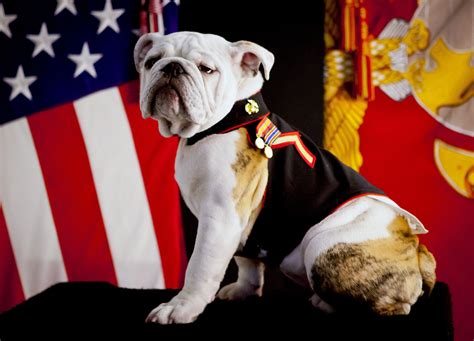 Marine Corps Bulldog Chesty The Official Mascot Of The Marine Corps