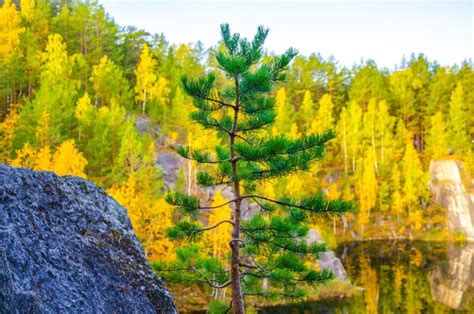 Premium Photo A Young Green Pine Tree On The Shore Of A Lake In The