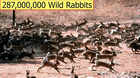 How To Deal With 287 Million Wild Rabbits Of Australian Farmers