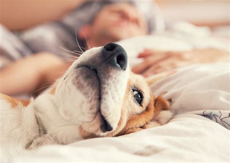 ¿es Buena Idea Que Tu Perro Duerma En Tu Cama Español