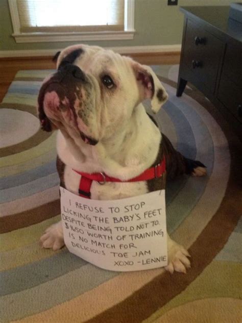 31 Guilty Dogs That Would Do It Again If They Could