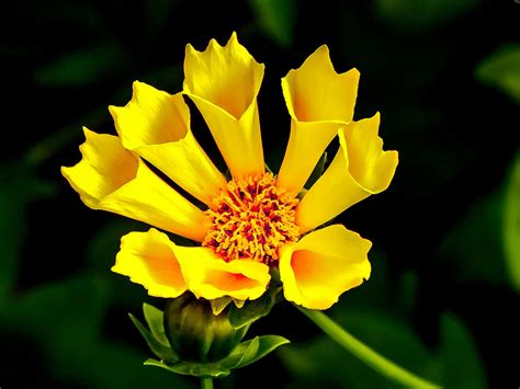 Yellow Flower In Macro Lens Photography · Free Stock Photo