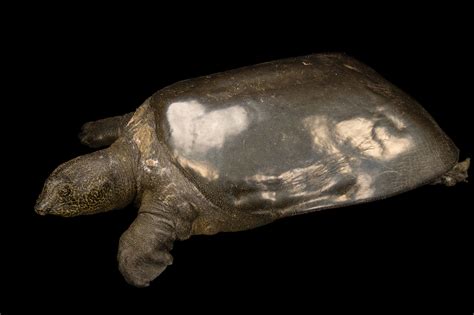 Pin By Sallie Arnold On Photo Ark Yangtze Giant Softshell Turtle