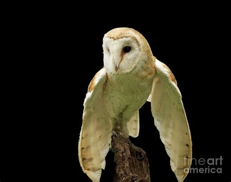 In The Still Of Night Barn Owl Photograph By Inspired Nature
