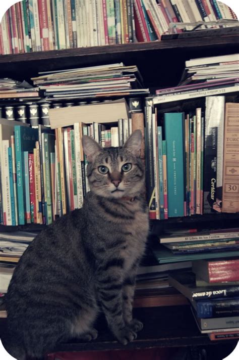 Pascual The Librarian Cat