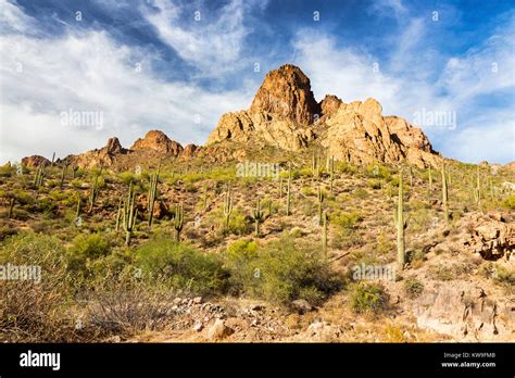 Scenic Desert Landscape And Saguaro Cactus Plants Blue Skylne Apache