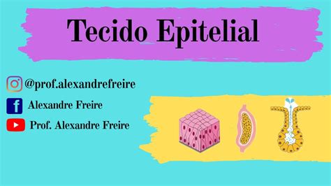 Histologia Tecido Epitelial Youtube