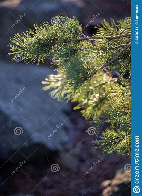 Soft Focused Young Pine Buds Pinus Sylvestris Pinus Nigra Branches