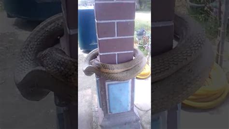 Apm berjaya menangkap ular tedung selar di sebuah rumah di kampung merbau kudung semalam. Santai petang si ular tedung selar - YouTube