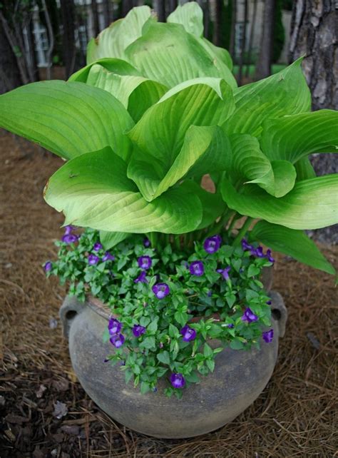 Hosta In Containers Plants Container Gardening Garden Containers
