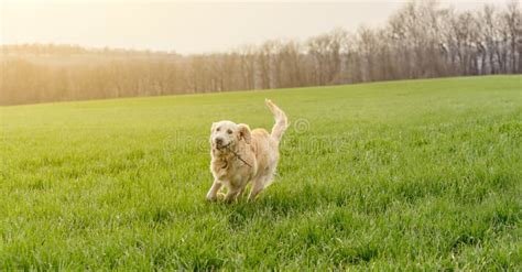 Dog Sitting In Green Grass Stock Photo Image Of Loyal 189350516