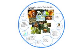 What is included in the diet of monkeys the proboscis monkey? Deforestation effecting The Golden Lion Tamarin's (GLT) by ...