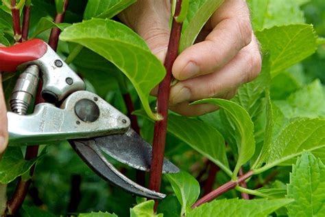 How To Propagate Plants Softwood Cutting Plant Propagation