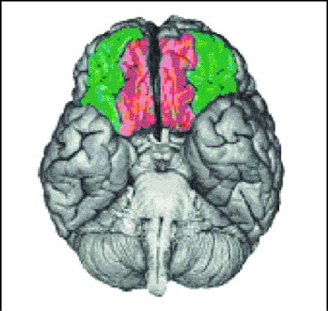 Prefrontal Cortex Anatomy