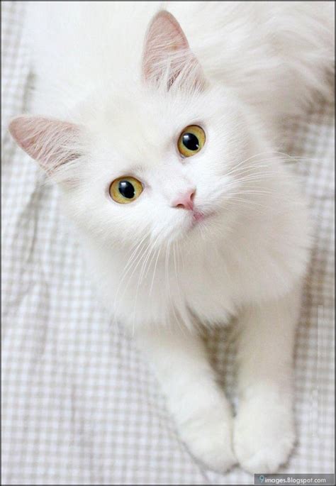 Cute Cat White Meow Beautiful