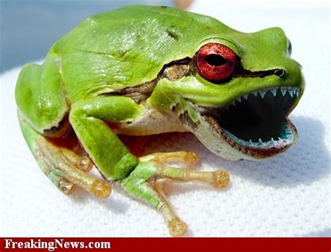Frog With Big Mouth Full Of Teeth Frog Human Teeth Animals