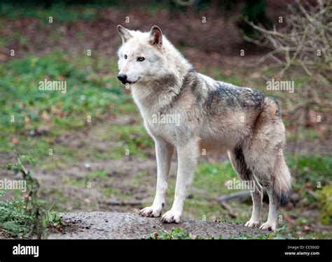 Canadian Timber Wolf Standing Stock Photo Alamy