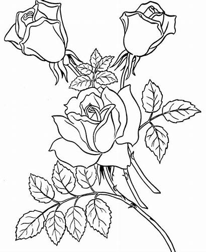 Gambar Bunga Mewarnai Mawar Sketsa Terbaru Lainnya
