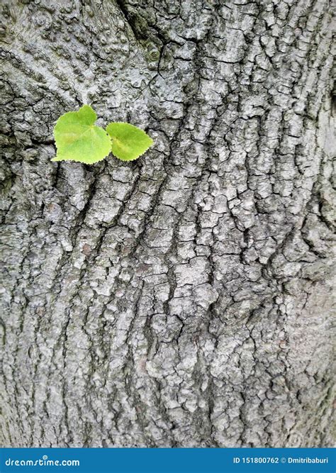 Young Green Leaf On The Bark Of An Old Linden Tree In A Vertical