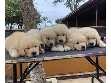 Our standard is one of the highest and rigorous that can be found, either on working aptitudes, desire to please, temperament and trainability. 6 AKC registered golden retriever puppies for re-home in ...
