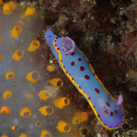 Nudi Near Salp Nudibranch Crawling Next To A Translucenty Flickr