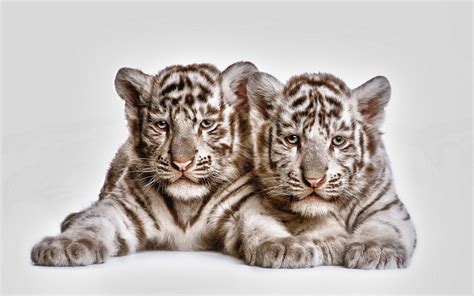 Tow Cute White Tiger Cubs Fond Décran Hd Arrière Plan 2560x1600