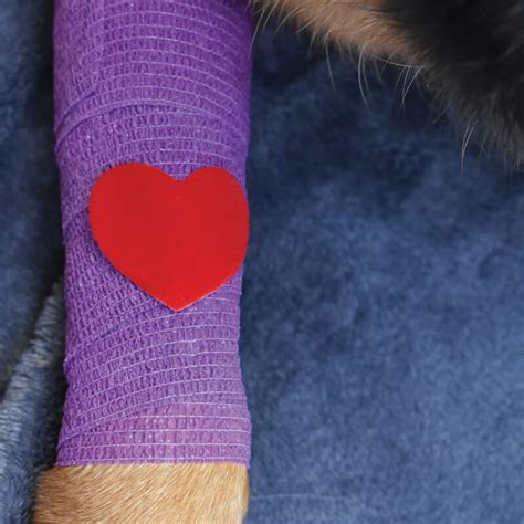 heartfelt stickers new veterinary wisdom
