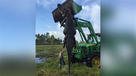 Giant Alligator Killed In Florida
