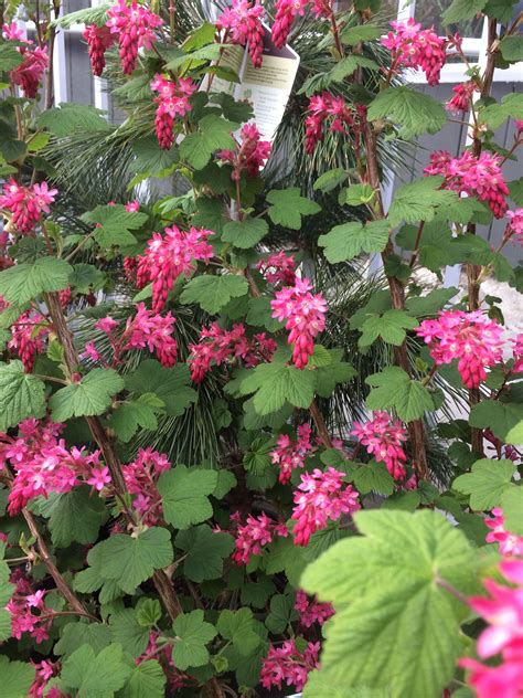 Red Flowering Current Ribes Sanguineum King Edward Vii Shade Plants