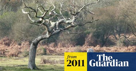 Country Diary Pinnick Wood New Forest Environment The Guardian