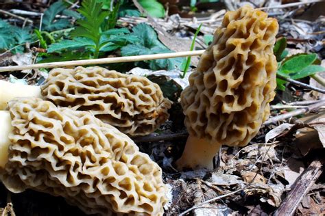 Those Mysterious Mushrooms And A Memorable Mutt Midwest Outdoors
