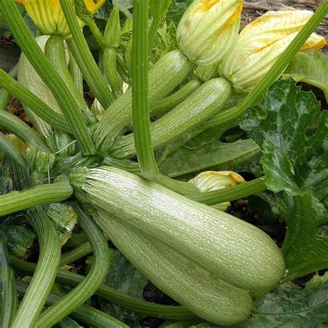 How Much Space Does A Zucchini Plant Need